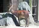 キュウシュウジカの写真 1